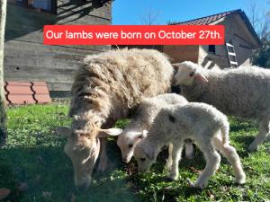 Άλλα ζώα σε αυτό το σαλέ ή στη γύρω περιοχή