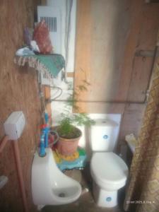 une salle de bain avec des toilettes et une plante dedans dans l'établissement Chaski Tours Operador, à Diaguita