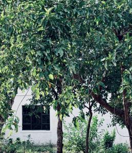 two trees in front of a white building with a window at ED Holiday Home- Chobe in Lesoma