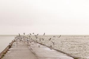 een groep meeuwen die op een pier op het strand staat bij Wave 21 Nida Self Check-In Apartment in Nida +2 foto's