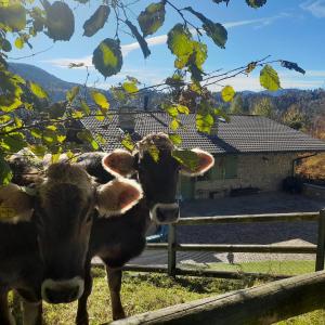 Άλλα ζώα σε αυτή η παραθεριστική κατοικία ή στη γύρω περιοχή