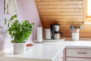 une plante en pot assise sur un comptoir dans une cuisine dans l'établissement Eiche, à Westermarkelsdorf