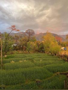 a field of green grass with mountains in the background at Vin's Villa & caffe in Bīr +51 photos