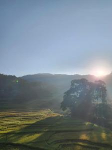 ein nebliges Feld mit einem Baum und der Sonne im Hintergrund in der Unterkunft Ruộng Cafe & Homestay in Cao Phong
