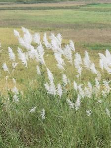 eine Gruppe von weißen Pflanzen auf einem Feld in der Unterkunft Ruộng Cafe & Homestay in Cao Phong