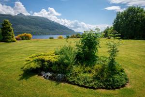 un arbusto en medio de un campo junto a un lago en Shore House, en Tarbet