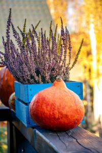 a potted plant sitting next to a potted plant at Bieszczadzki Domek z widokiem na połoniny in Wetlina