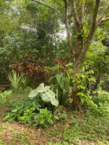 un grupo de plantas y un árbol en un bosque en 1888 North West Xaibe, en Corozal