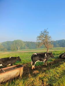 a group of cows standing in a field at Vakantiewoning De Woestijn - Den Ast in Roosdaal