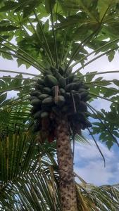 a bunch of bananas on a palm tree at Éden Home Accès Rivière Privée in Goyave