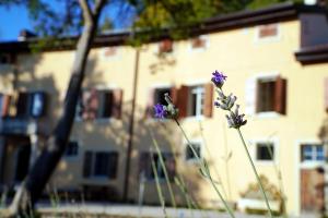 Κήπος έξω από το Villa Dorigny