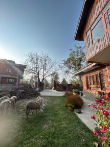 a group of sheep grazing in a yard next to a house at The Mool Farm and Living in Tangmarg