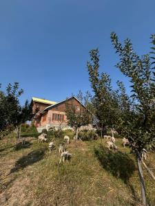 a herd of sheep grazing on a hill in front of a house at The Mool Farm and Living in Tangmarg +20 photos