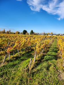 einen Weinberg in der Mitte eines Feldes in der Unterkunft Gite de campagne in Restigné