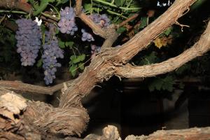 Fotografie z fotogalerie ubytování Alojamientos Rurales Cortijo Las Golondrinas v destinaci Alhama de Murcia
