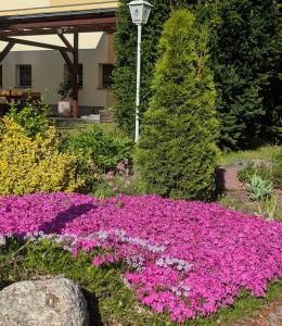a bed of pink flowers in a garden at Pension zum Reiterhof, 3-Bettzimmer in Schmogrow