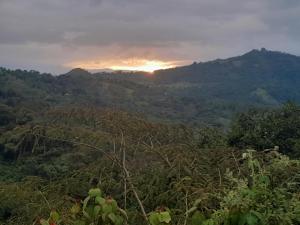 Blick auf einen Wald mit Sonnenuntergang im Hintergrund in der Unterkunft Greenforest 