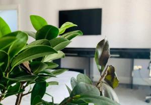 a green plant sitting in front of a tv at Fairways guest house in Preston