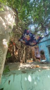 a building with a tree with its roots at Anand hostel in Pushkar