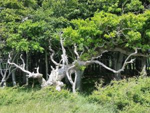 Gambar di galeri bagi 6 person holiday home in Dannemare di Dannemare