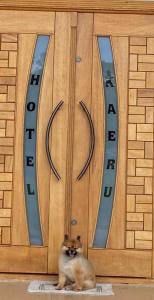 a cat sitting in front of a pair of skis at Hotel Kaeru in Avaré +3 photos