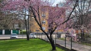 a tree with pink flowers on it in a park at Fehérvár Cappuccino apartman City center, AC, Easy Parking in Székesfehérvár