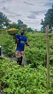a man walking through a field carrying a bowl of fruit at Rayana's Busura BnB in Brikama