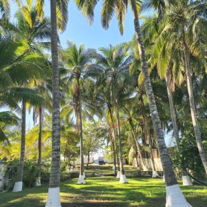 a row of palm trees in a park at Chalet Sole Mio in Miramar