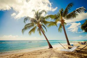 duas palmeiras e duas cadeiras numa praia em Sugar Bay Barbados - All Inclusive em Bridgetown