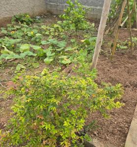 a garden with green plants and a wooden pole at Recanto do Sossego in Barra Velha