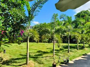 a row of palm trees in a park at Jinghong Manyun Dai Village Inn in Jinghong +4 photos