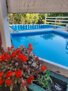 a plant with red flowers next to a swimming pool at Altos de Grecia Cabaña 1 in Villa Carlos Paz