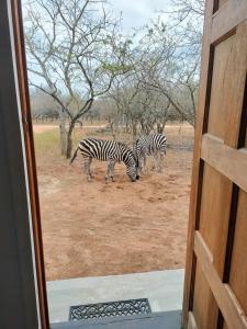 Loomad puhkemaja aladel või selle läheduses +1 foto