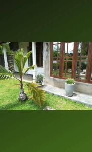 a palm tree in front of a building with windows at Elephant View Hotel in Damana