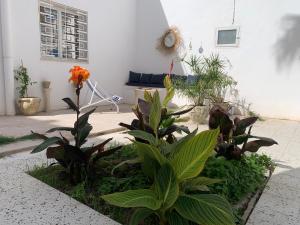 a garden with plants in front of a house at Petite maison typique à 2 pas de la mer in Sousse