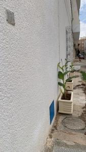 a white building with potted plants on the side of it at Petite maison typique à 2 pas de la mer in Sousse