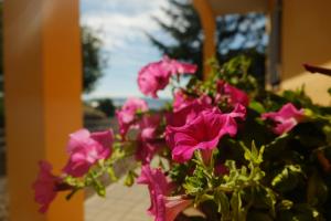 Zahrada ubytování B&B Podere Ospedaletto