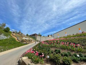 エアフルトにあるKrämernestの丘の上のピンクのチューリップの花束