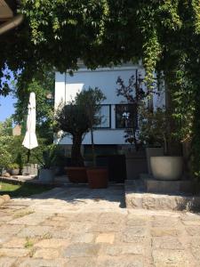 a white building with a tree and an umbrella at Bramasole - Wohnung mit Carport in Cottbus