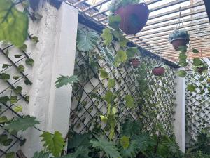 Κήπος έξω από το Home Love and Laughter