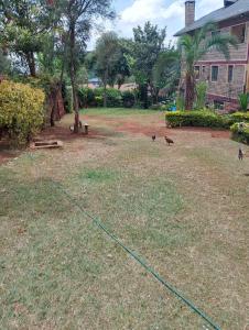 a group of birds on the grass in a yard at Sacred Heart Apartments BNB & Hostels Meru Town in Meru