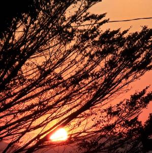 eine Silhouette eines Baumes mit Sonnenuntergang im Hintergrund in der Unterkunft Aromas e Brumas hospedagem in Brumadinho