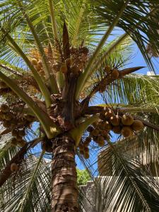 a palm tree with lots of fruit on it at Amani Guest House Lamu in Lamu