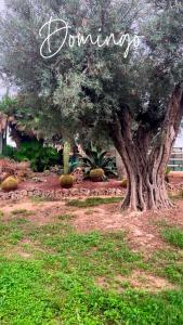 MatolaにあるCa Didiの「寄付」という言葉が書かれた木