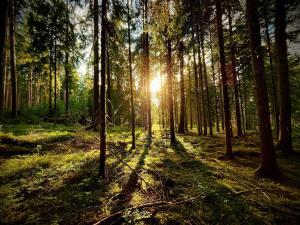 une forêt où le soleil brille à travers les arbres dans l'établissement Ferienhaus Robin, à Titisee-Neustadt