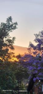 a sunset behind trees with purple flowers at 129B African Bushveld in Buffelspoort