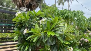a bunch of green plants with white flowers at Sandhyamalati Homestay and Picnic Ground  +9 photos