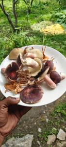 a person holding a plate of food with mushrooms at Ikigai homestay in Vashisht +28 photos
