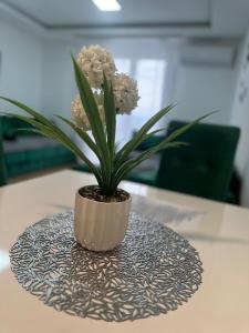 a plant in a pot on a table at Panorama in Bukorovac +57 photos