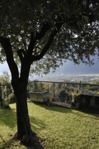 a tree sitting on top of a grass field at La Pergola in Postalesio